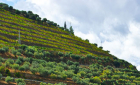 All Included River Cruise in Porto and Douro Valley - 8 Days