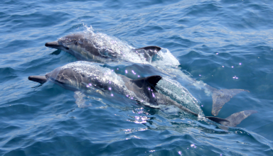 dolphins watching in sao miguel