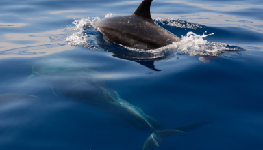 dolphins in the azores in sao miguel