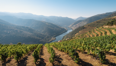 Douro boat tour with wine tasting #5