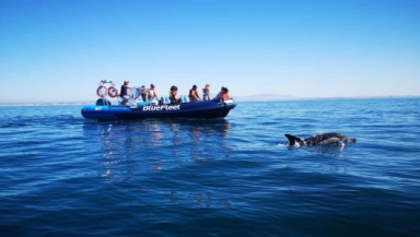 Dolphin Watching Tour in Algarve