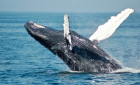 Observação de Baleias na Ilha de São Miguel!
