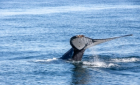 Observação de Golfinhos e Baleias na Madeira