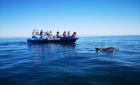 Observação de Golfinhos no Algarve