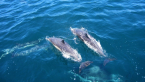 Nadar com Golfinhos na ilha da Madeira!