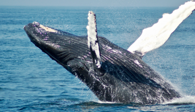observação de baleias nos açores
