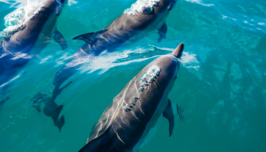 Observação de Golfinhos e Baleias na Madeira #1