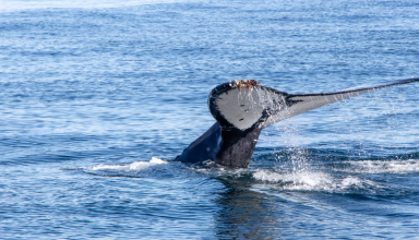 Observação de Golfinhos e Baleias na Madeira #3