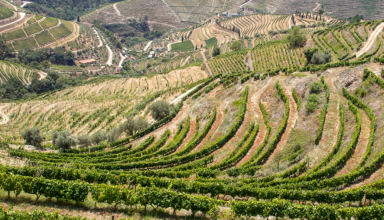 Excursão Privada de Vinhos no Vale do Douro #2