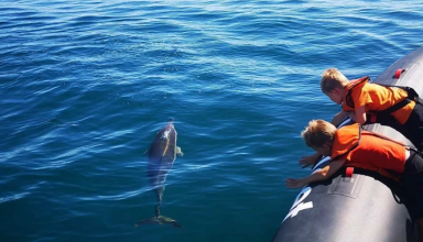 Observação de Golfinhos no Algarve #3