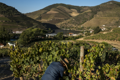 Dia 4 - Vale do Douro - uma experiência gastronómica e de vinho