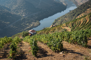 Dia 6 - Aprecie as paisagens do Douro e desfrute da região