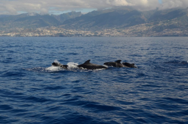 Dia 4 - Observar baleias ou fazer a Levada do Rabaçal?
